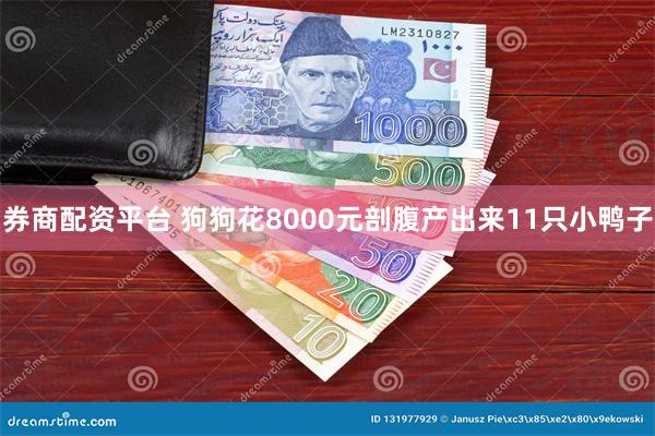 券商配资平台 狗狗花8000元剖腹产出来11只小鸭子